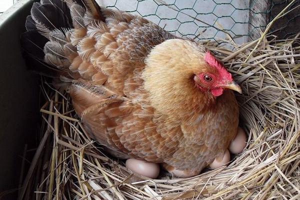母鸡下蛋需要公鸡吗 公鸡母鸡怎么交配