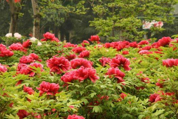 2018洛阳牡丹花会时间 历届洛阳牡丹花会时间