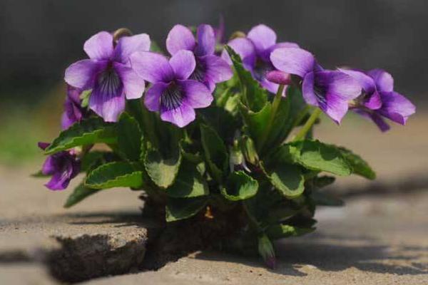 紫花地丁图片大全 紫花地丁的药用价值