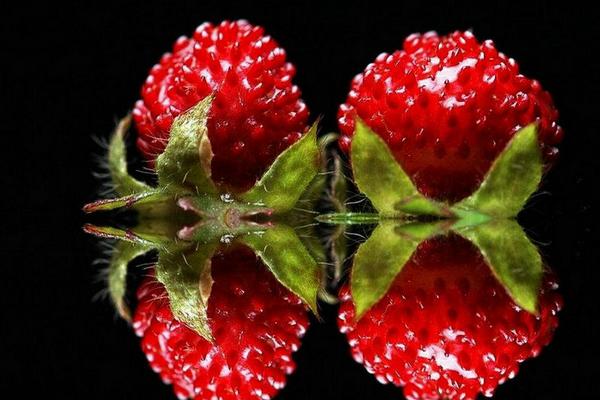 蛇莓市场价格多少钱一斤 蛇莓是什么