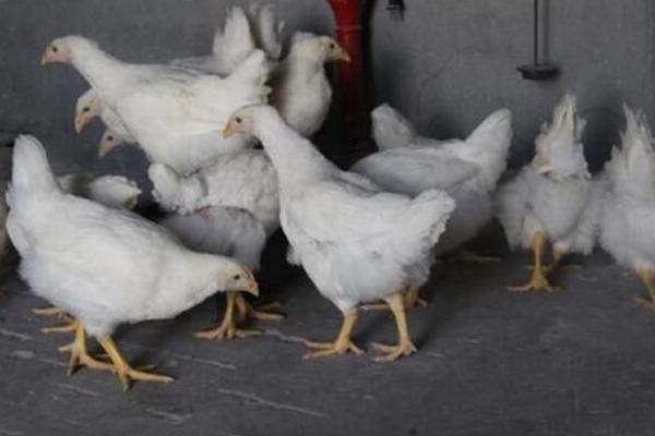 白羽肉鸡市场价格多少钱一斤 白羽肉鸡多少天出栏