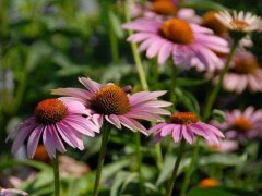 松果菊种子怎么种,松果菊播种方法