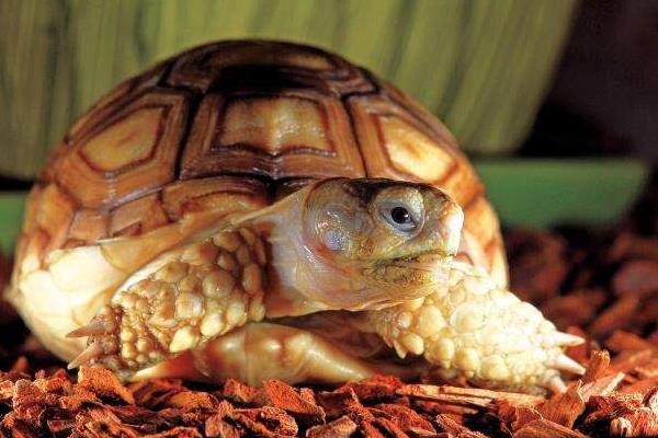 苏卡达陆龟市场价格多少钱一只 苏卡达陆龟认识主人吗