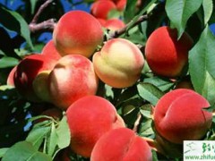 种桃树之桃园秋季管来年能增产