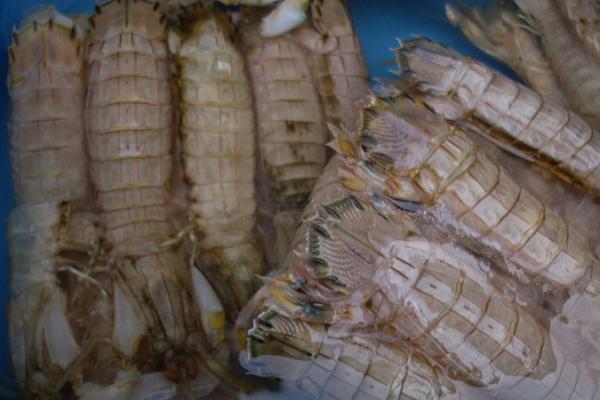 皮皮虾养殖技术 皮皮虾怎么养