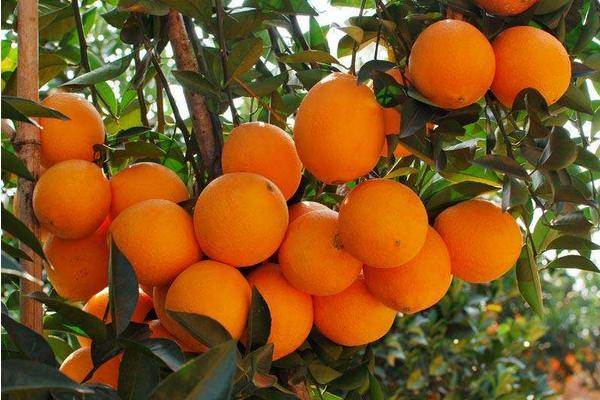 脐橙多少钱一斤