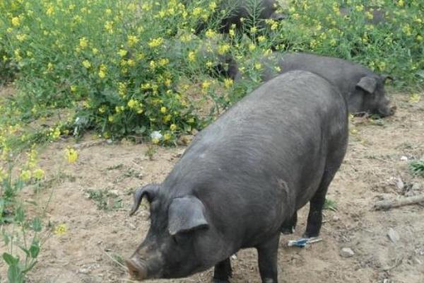 黑猪肉市场价格多少钱一斤 黑猪的养殖技术