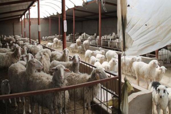 圈养羊的羊舍建设方法 圈养羊的成功经验