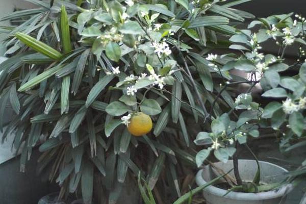 橘子花怎么养 橘子花盆栽养殖方法与注意事项