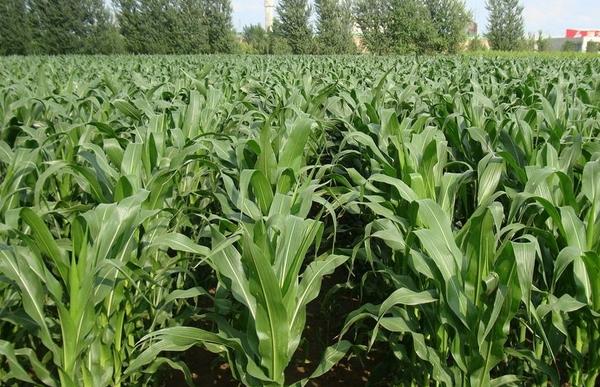 玉米最晚种植时间 玉米是什么季节收获 玉米靠什么传播种子
