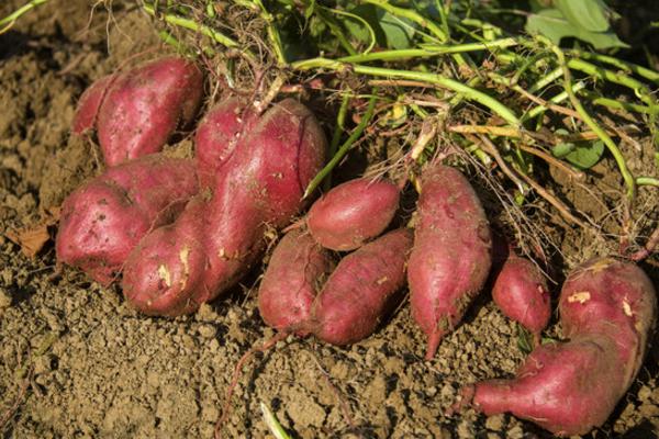 红薯用什么肥料最好 怎样控制红薯藤的生长