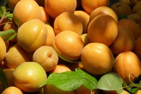 杏子的功效与作用及禁忌 杏子营养价值