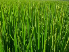 硅肥对水稻的作用是什么,钾肥过多对水稻危害是