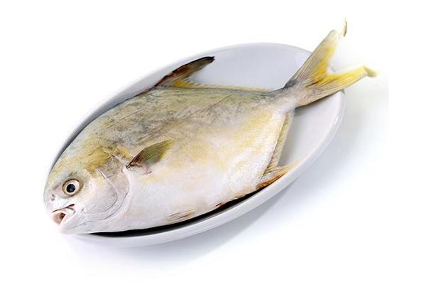 金鲳鱼市场价格多少钱一斤 金鲳鱼怎么清理干净