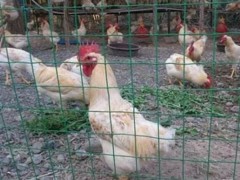 散养鸡网围栏价格多少钱一米,散养鸡用什么围网