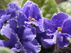 紫罗兰怎么养,紫罗兰养殖方法与注意事项