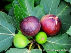 2018种无花果赚钱吗?无花果种植的利润与投资成本