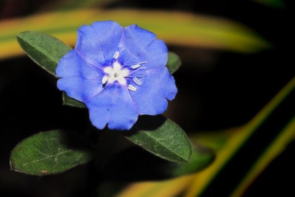 蓝星花图片大全 蓝星花花语及寓意