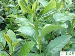 种茶叶生产中生物农药的应用