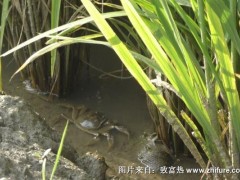 稻田河蟹养殖技术