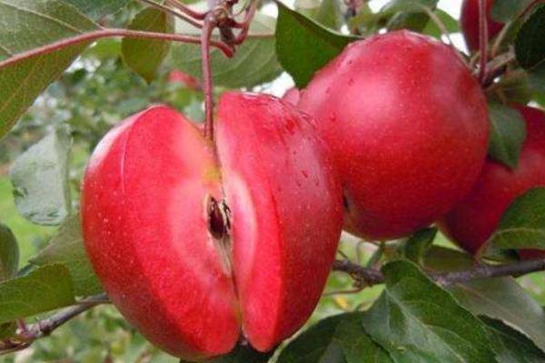 红肉苹果市场价格多少钱一斤 红肉苹果好吃吗