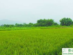 种水稻机插秧的管理