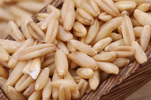 燕麦米功效与作用 燕麦米营养价值