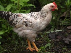 芦花鸡市场价格多少钱一斤,芦花鸡的生长特性