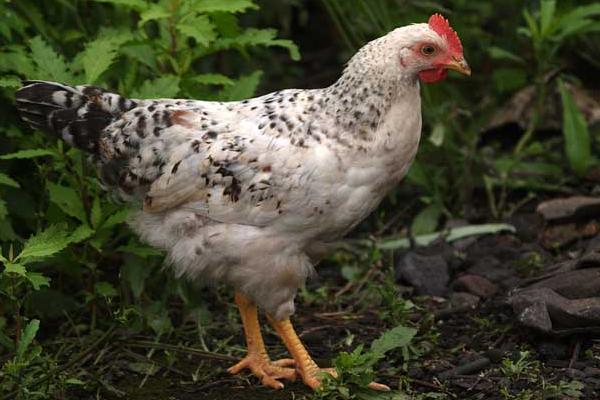 芦花鸡市场价格多少钱一斤 芦花鸡的生长特性