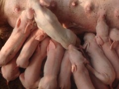 母猪吃小猪是怎么回事?多发生在初产母猪身上