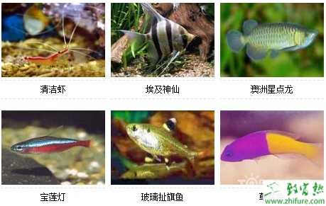 观赏鱼的种类图片和名字大全(爱好者吐血整理)