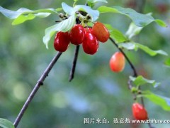 2018种山茱萸赚钱吗?山茱萸种植的利润与投资成本