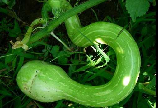 蛇瓜的营养价值和功效 清炒蛇瓜的做法