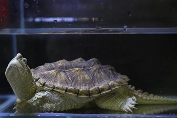 鳄鱼龟市场价格多少钱一只 家养鳄鱼龟能吉利吗