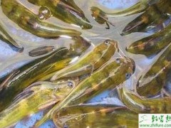 养殖黄颡鱼小瓜虫病的防治