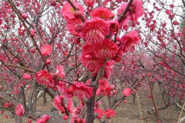 梅花品种大全 梅花象征什么意义