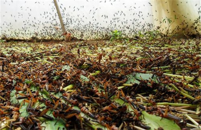 蚂蚱养殖 注意事项