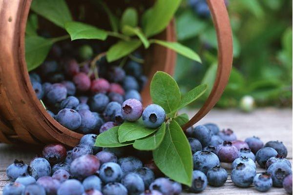 野生蓝莓市场价格多少钱一斤 野生蓝莓怎么吃