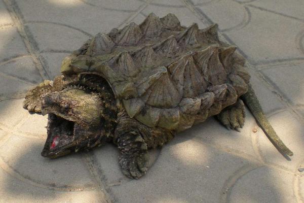 大鳄龟怎么养 大鳄龟可以深水养吗