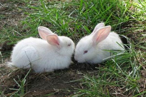 养兔子的风险有哪些？