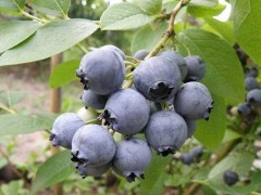 蓝莓需要打农药吗,蓝莓几月修剪最佳