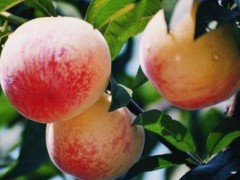 水蜜桃的功效与作用及禁忌,水蜜桃营养价值