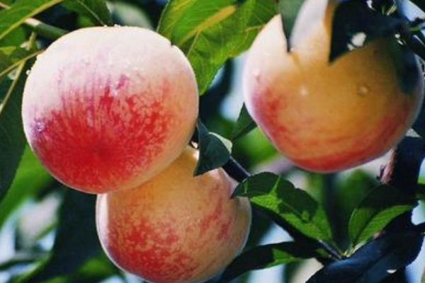 水蜜桃的功效与作用及禁忌 水蜜桃营养价值