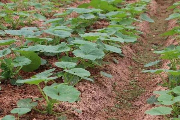 贝贝绿南瓜的种植方法