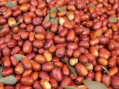金丝小枣市场价格多少钱一斤,金丝小枣几月成熟