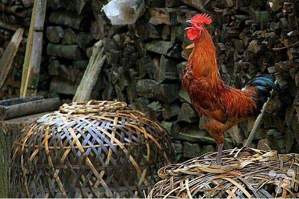 公鸡市场价格多少钱一斤 公鸡如何饲养管理