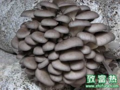 平菇室外菇床的栽培管理技术