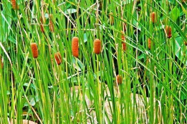 蒲黄种植技术，3至6月种植，土壤需保持湿润