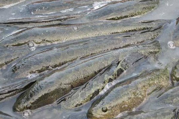 养殖黑鱼安全越冬养殖的三大措施