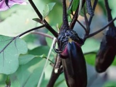 茄子怎么种植方法,多远距离一棵